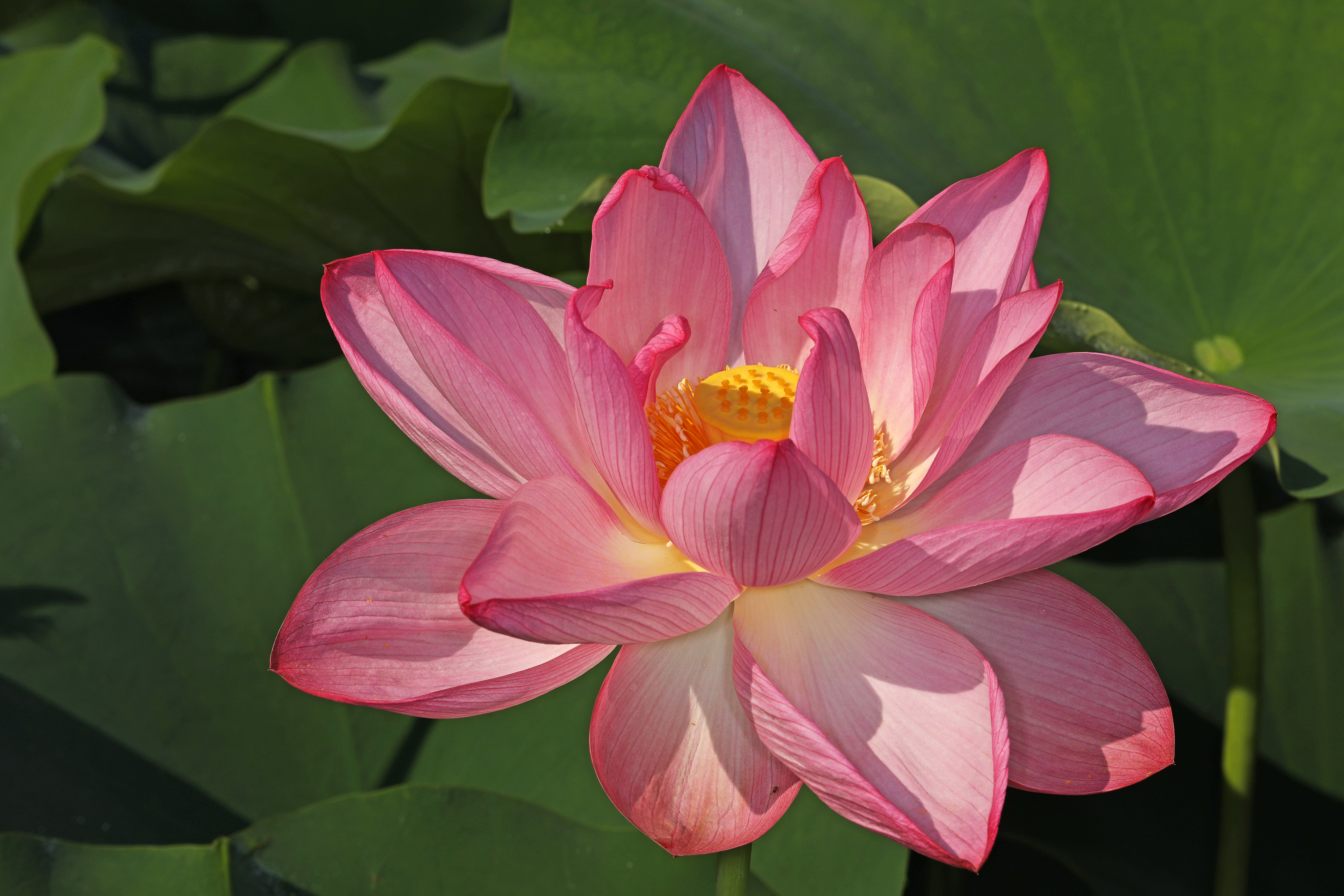 Flor De Loto Origen Significado Y C mo Cultivar